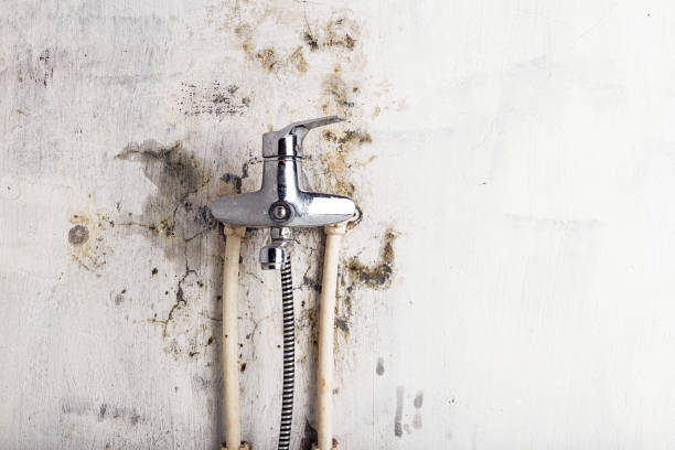 Best Basement Mold Remediation in Seguin, TX