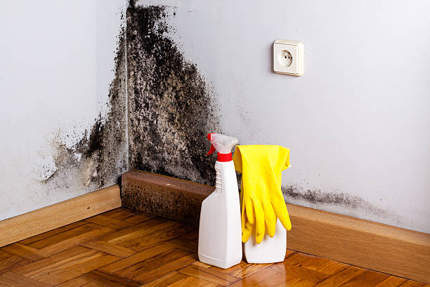 Best Bathroom Mold Remediation in Seguin, TX