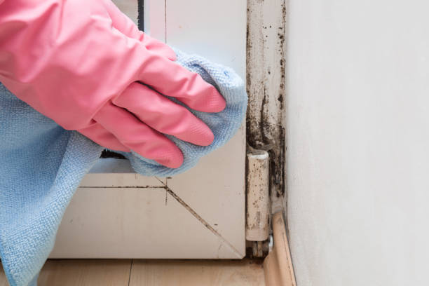 Best Residential Mold Remediation in Seguin, TX