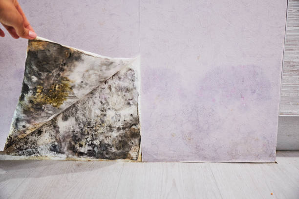 Best Health and Safety Mold Remediation in Seguin, TX